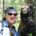 Chaga: New Rage in Herbal Remedies – North Bay