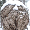 Burls and Deer – Loring-Restoule