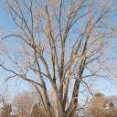 Cottonwood – Biggest Tree in Northern Ontario – North Bay